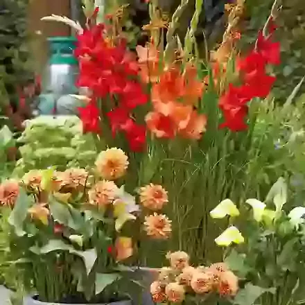 The Summer Collection
